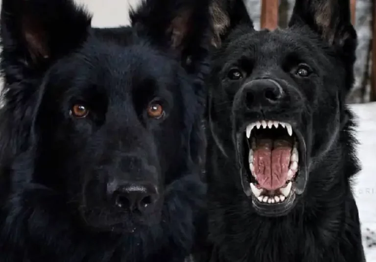 Are Female German Shepherds Aggressive?