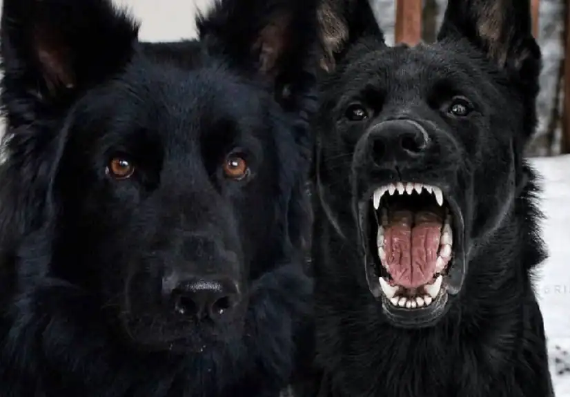 Are Female German Shepherds Aggressive?