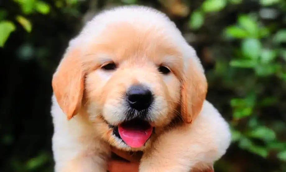 Are Fruit Loops Safe To Eat dogs?