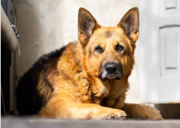 Are female German shepherds good family dogs