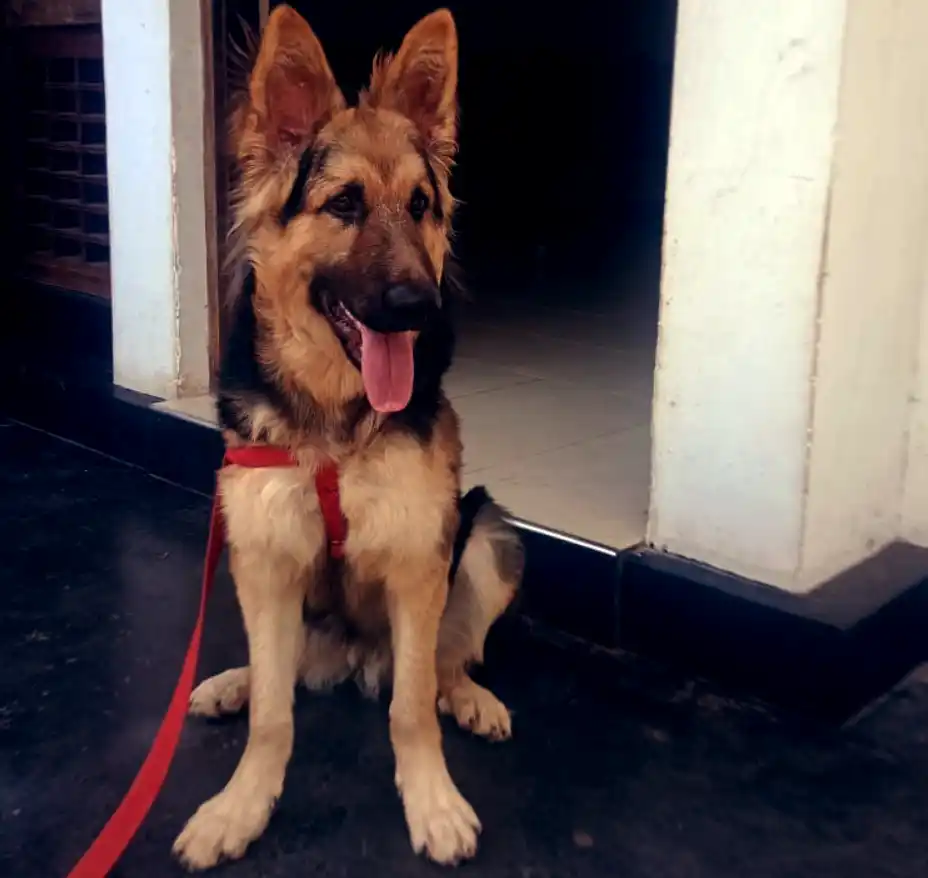Benefits Of German Shepherd As A Pet