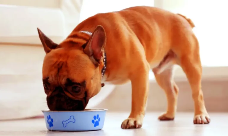 Can I feed my dog rice every day?