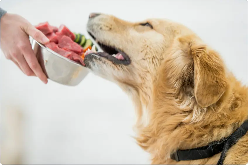 Can you feed raw dog food straight from the fridge
