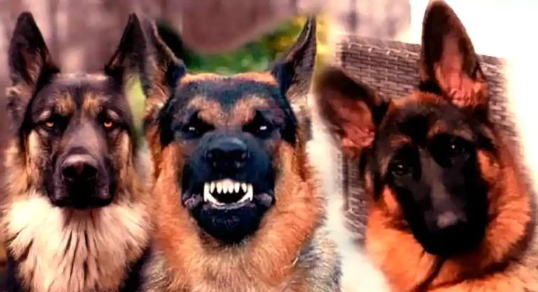 German Shepherd Barking And Growling