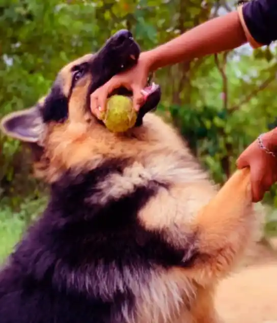 How To Stop Excessive Licking And Humping?