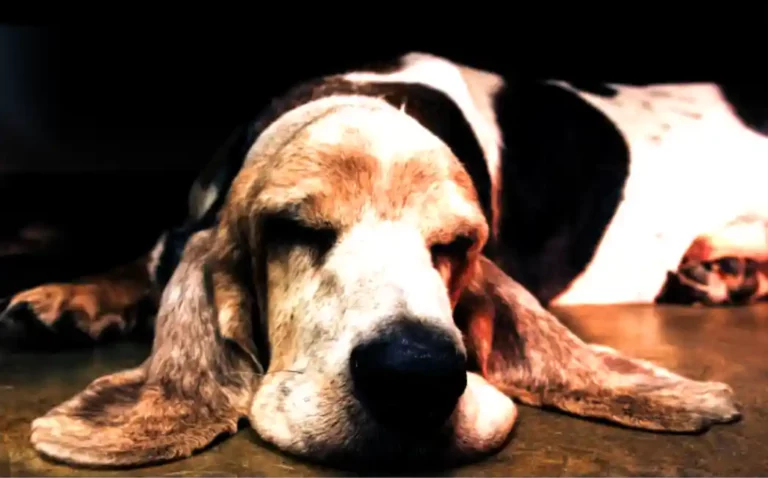How do animals like dogs wake up from a dead sleep so fast