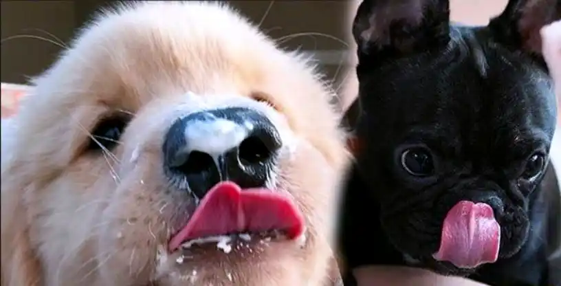 How to prepare raw food for dogs?