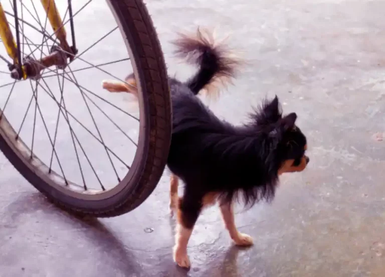 How to stop a dog from peeing on kids' toys?