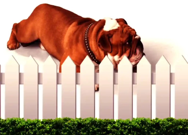 How to stop dogs from digging under the fence?