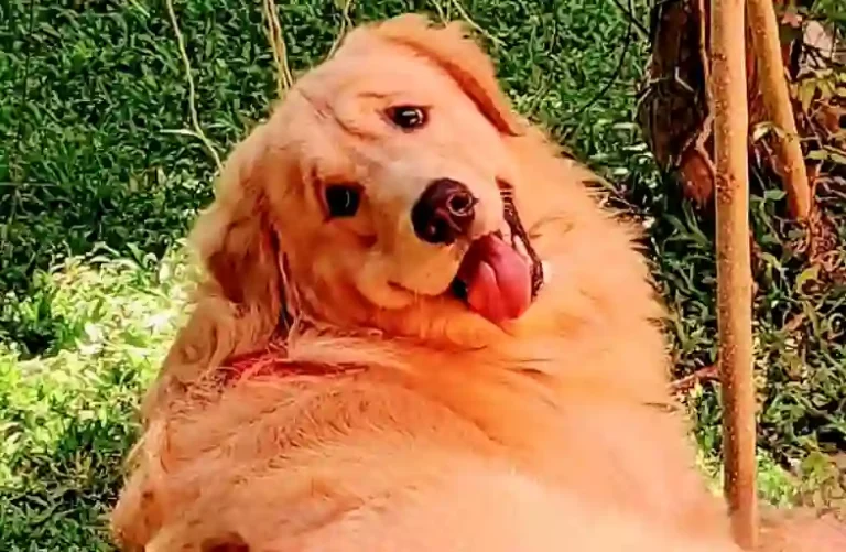 Is Pumpkin Or Sweet Potato Better For Dogs?