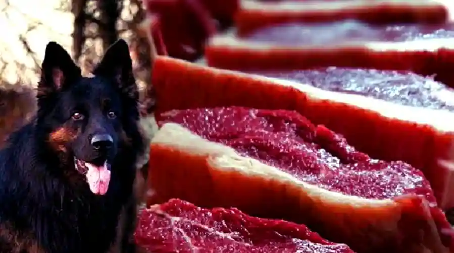 Is animal fat good for dogs?