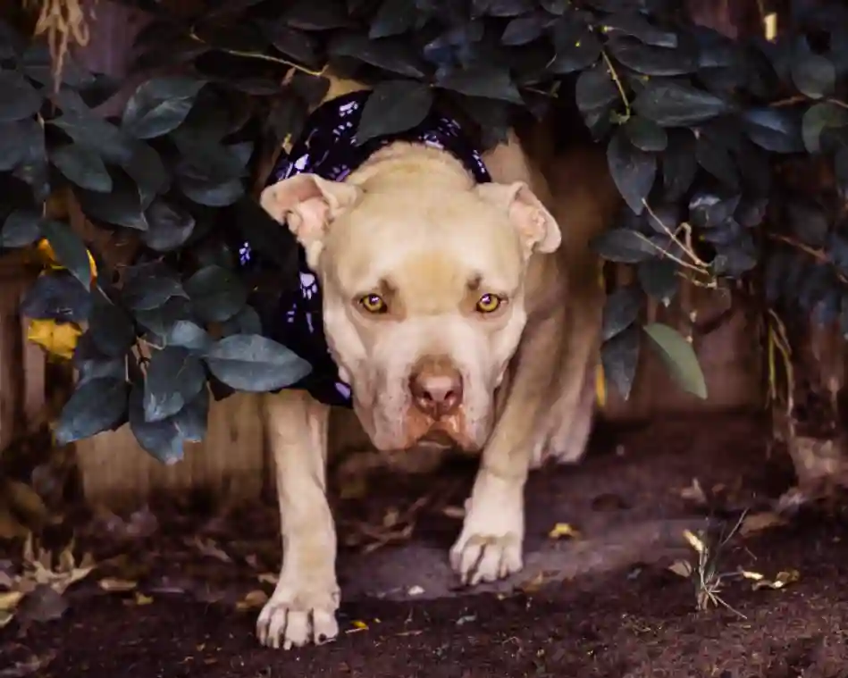 Is dog food healthier than human food?