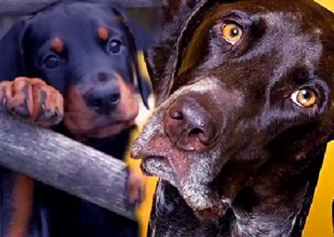 Is pork fat bad for dogs?