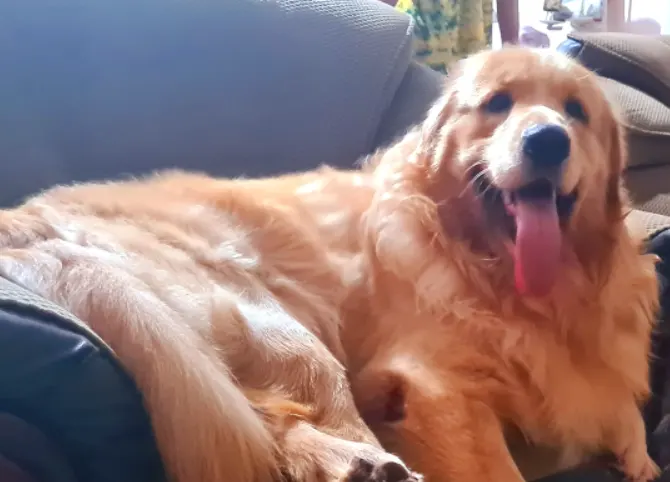 Signs of dog aggression toward humans