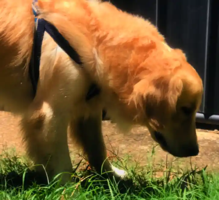 What Should I Do If My Dog Eats Garlic?