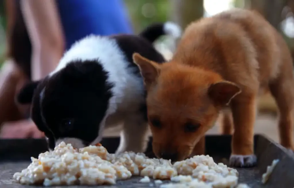 Can I Feed My Dog Rice Every Day? Puppies Diary