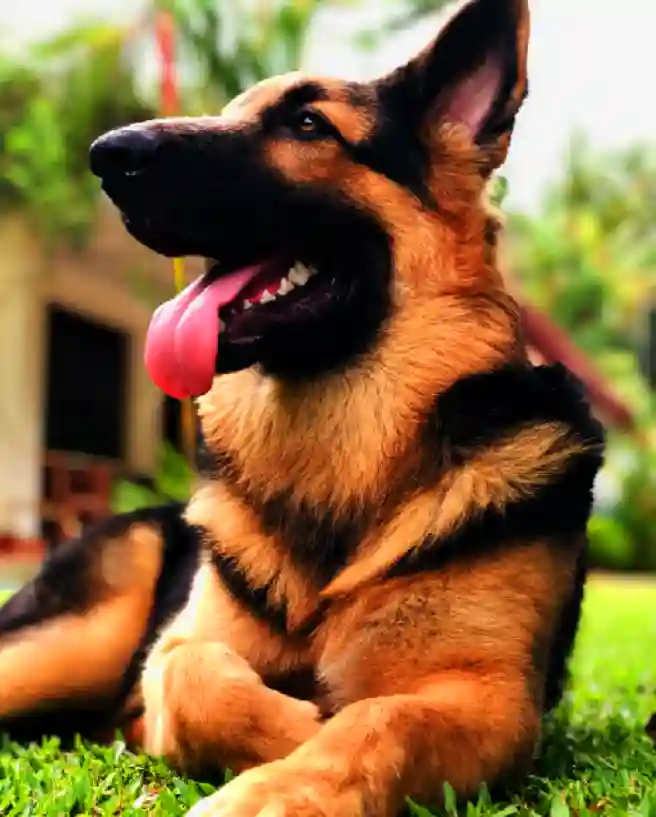 Why Are German Shepherd Dogs So Scary?