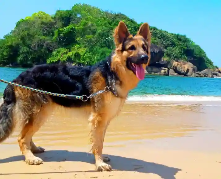 Why German Shepherds Are The Worst?