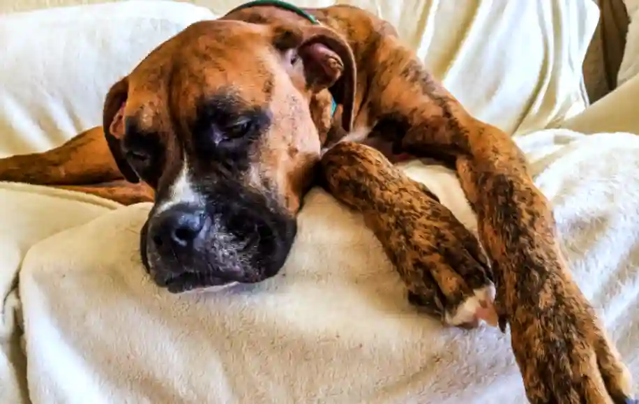 Why do dogs wake up in the middle of the night?