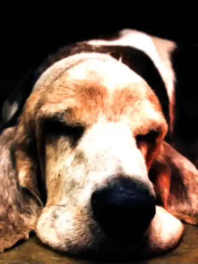 Dogs wake up from a dead sleep