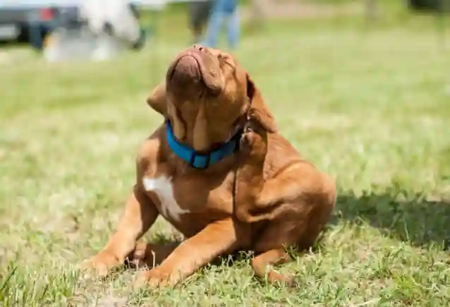 Can I Use Two Doses Of Frontline On My Dog?
