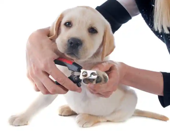 How does a sedative help to calm your dog?