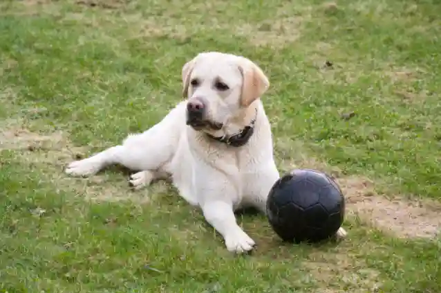 How rare is a black and white Labrador?