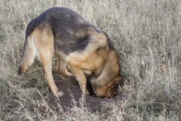 Is digging a sign of a health problem?