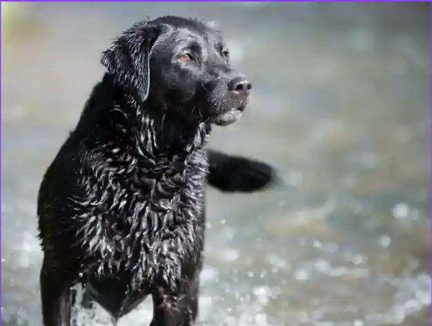 Labrador behavior problems