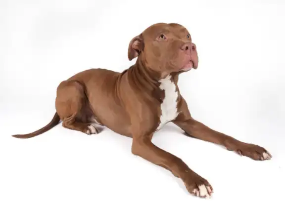 Labrador mix with Pitbull