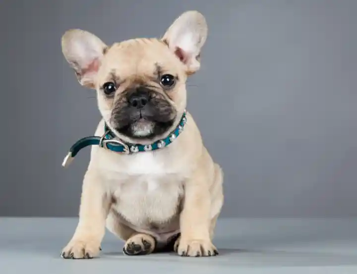 Should Puppy Not Wear A Collar While In His Crate On?