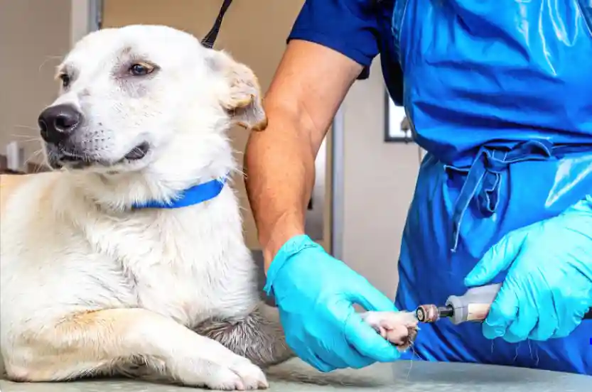 The dog pulls away when cutting nails
