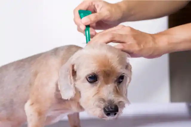 What Happens If I Give My Dog Too Much Frontline?