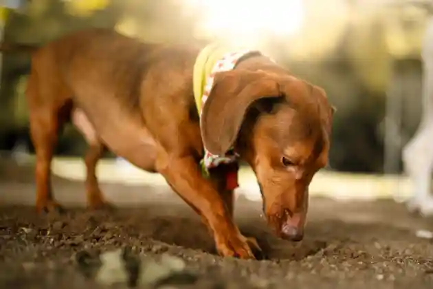 What To Put In Holes To Stop Dogs Digging?