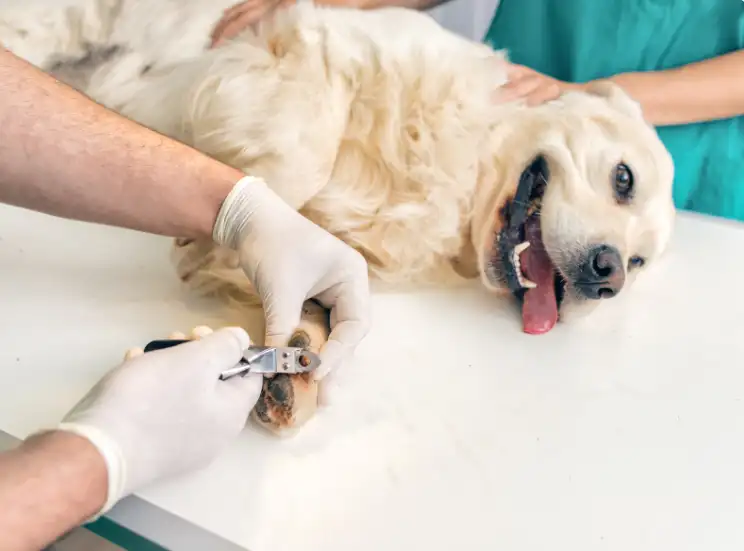 What can I do if my dog won’t let me cut his nails?