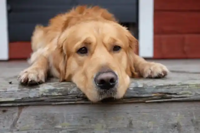 Why Do Dogs Push You Away When Lying Down?