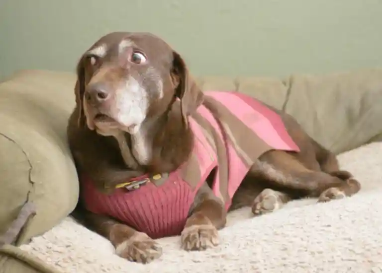 Why Does My Dog Randomly Wake Up And Look At Me?