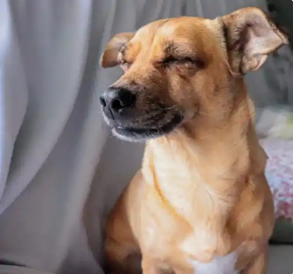Why Does My Dog Wake Up When I Leave The Room?