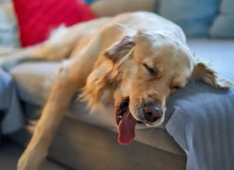 Why Is My Dog So Sleepy All Of A Sudden?