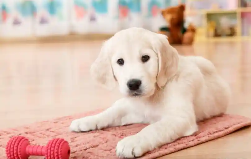 Are 16 Weeks Too Old To Get A Puppy