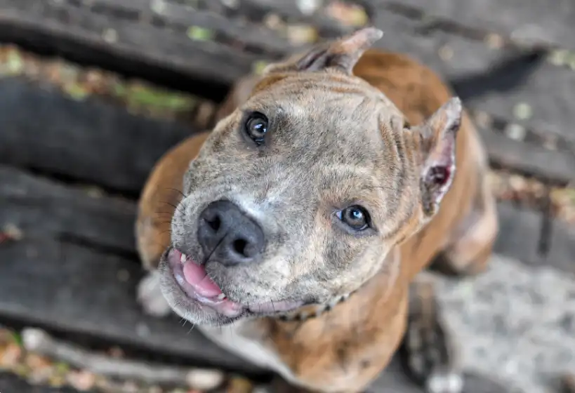 Are Pit Bull Puppies Hard To Train