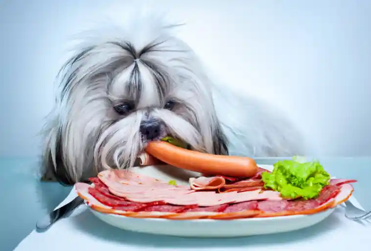 Behavior Behind The Obsession With Food