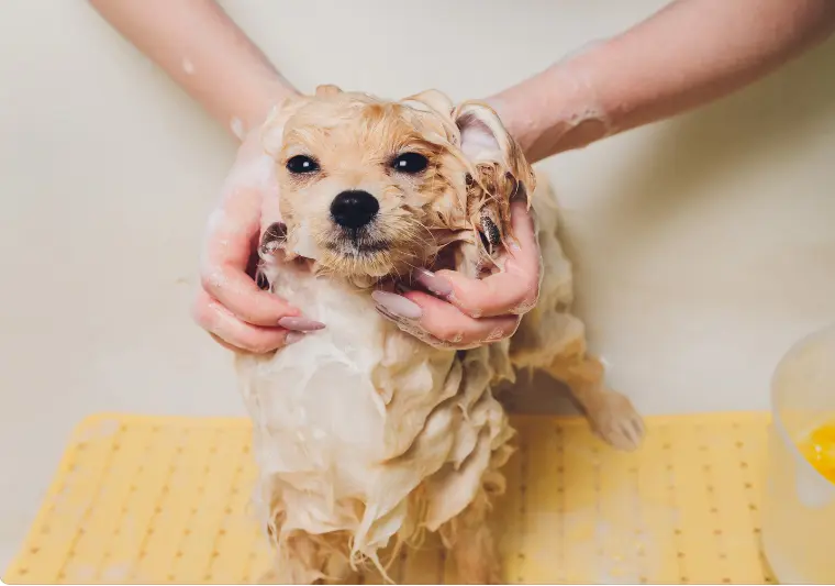 Can You Wash Your Pet With Laundry Detergent
