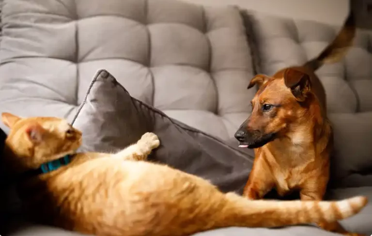 Can a cat kill a dog