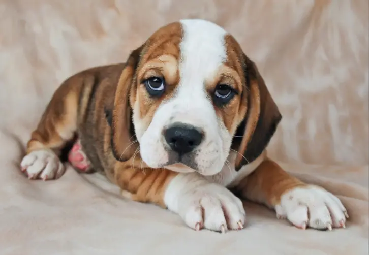 Can my dog get reinfected with worms