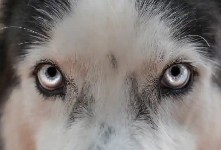 Do A Dog's Eyelashes Grow Back