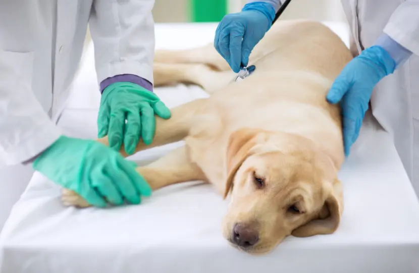 Do I need to quarantine my dog with worms