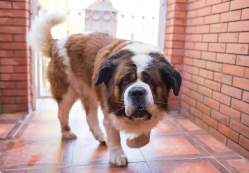 Why Do St. Bernard Dogs Attack Their Owners? 3 Do Saint Bernard Bite