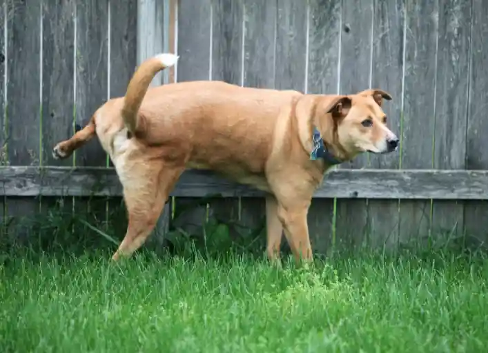Dog Urinating Frequently Large Amounts