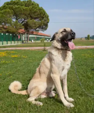 German Shepherd Vs. Kangal, which is preferable as a pet